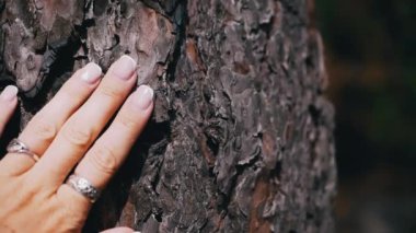 Bir kadının eli, doğa ve sükuneti simgeleyen bir çam ağacının kaba dokusunu nazikçe keşfeder. Ağaç kabuğu dokusuna yakın çekim.