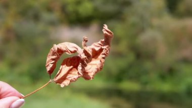 Bir kadın eli, kurak, bükülmüş bir yaprağı bulanık yeşil bir manzaraya karşı tutar. Yazın sonunu ve sonbaharın gelişini simgeler..