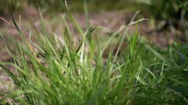 Hâlâ yeşil çimen yapraklarının yakın görüntüsü. Görüntüler çimlerin karmaşık detaylarını yakalıyor, sakin ve doğal bir arka plan sunuyor..