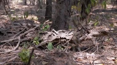 Orman zemininde yosunlarla kaplı çürüyen bir kütük, orman ortamında doğanın döngüsünü ve bozulmayı gözler önüne seriyor..