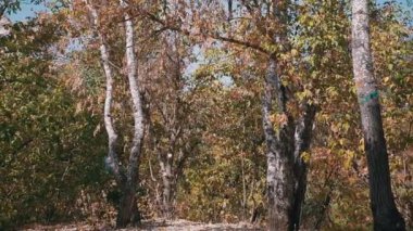 Renkli yeşilliklerle kaplı sakin sonbahar ormanı, değişen mevsimi ima ediyor. Güneş ışığı yaprakların arasından süzülerek barışçıl bir atmosfer yaratır. Doğa ve sükunetle ilgili projeler için ideal