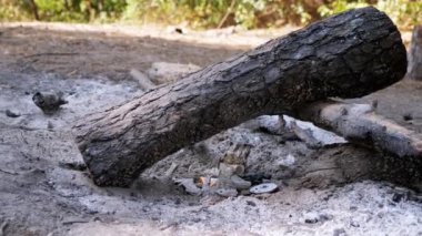 Yanmış kütükler, dağınık çöplerle çevrili bir yangının kalıntılarında yatar. Bu sahne dikkatsiz kamp sonrasını gösteriyor ve çevresel kirliliği vurguluyor.