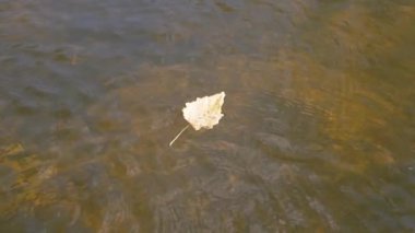 Yalnız bir sonbahar yaprağı temiz su yüzeyinde yüzer. Yaprak yavaşça sallanıyor, ince dalgalanmalar yaratıyor. Alttaki taşlar sudan görülebiliyor. Sonbahar havası, huzur..