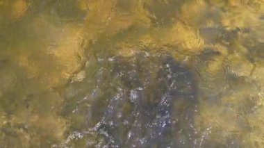 İki bozuk para temiz suya sıçrar, dalgalanmalar yaratır ve alttaki algleri ortaya çıkarır. Finans, şans, dilekler ya da küçük eylemlerin etkisini göstermek için mükemmel..