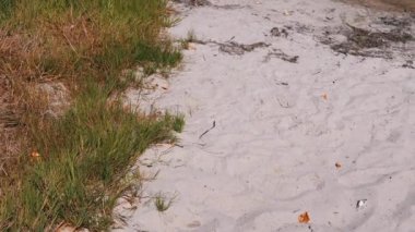 Sıcak güneş ışığı yeşil çimlerle kaplı kumlu bir sahili yıkıyor. Kuru yapraklar yazın bittiğini fısıldıyor. Huzurlu doğal bir manzara.