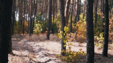 Güneşle ıslanmış bir çam ormanının dinginliğini hissedin. Odak, görkemli ağaç gövdelerinden parlak yeşil çalılıklara süzülerek kumlu bir yol oluşturur. Bu görüntüler barışçıl bir keşif hissi uyandırıyor..