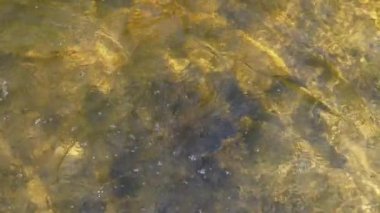 Kayalık bir zeminde alglerle akan temiz suyun üst görüntüsü. Doğa, çevre veya rahatlama ile ilgili projeler için ideal.