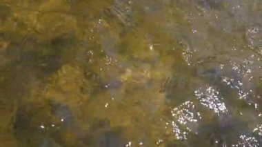 Sakin bir nehre düşen tatlı suyun en üst görüntüsü. Kayalar ve algler ile etkileşen berrak suyun yavaş hareketi. Yaz dönemi doğa arkaplanı.