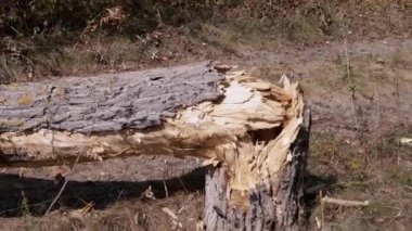 Kırık bir ağaç gövdesi yerde yatıyor, etrafı kuru otlar ve diğer ağaçlarla çevrili. Dengesiz kırılma ormanın içini ortaya çıkarıyor. Hasar, kırılganlık ve doğanın gücü kavramlarını gözler önüne serer..