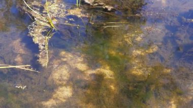 Balık kızartması, algler ve organik parçacıklarla durgun su yakın çekim. Güneş ışığı yansıması, potansiyel çevresel kaygıları ima eden bulanık bir atmosfer yaratır..