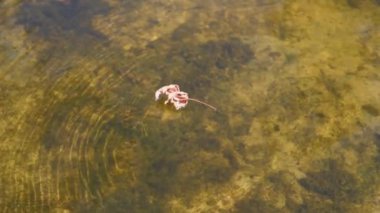 Temiz bir nehrin yüzeyinde tek bir kuru yaprak yüzer ve yavaşça akıntıya kapılır. Altında su yosunları ve kayalar olan nehir yatağı görülebilir. Doğayla ilgili sakin projeler için mükemmel..