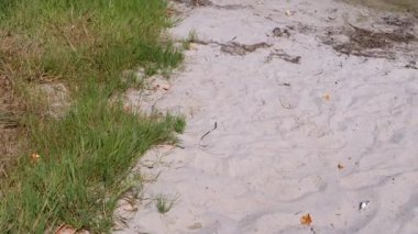 Yeşil çimenli sakin kumlu bir sahil. Kuru yapraklar ve dallar kuma saçılmış, doğası sakin bir kıyıya nazikçe dokunmuş..