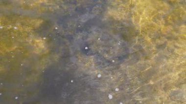 Su birikintisinin altında küçük kabarcıklar ve algler olan yakın çekim görüntüsü. Çevresel sorunlar, kirli su, ekosistem.