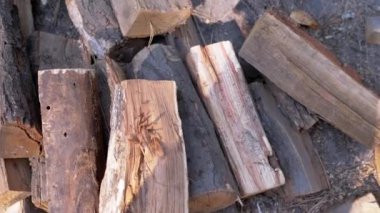 Bir odun yığını orman zemininde kamp ateşine hazır bekliyor. Doğal ortam huzur ve sükuneti çağrıştırıyor..