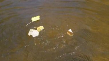 Üç sonbahar yaprakları sakin bir su yüzeyinde yavaşça sürüklenirken damlacıklar hassas dalgalanmalar yaratarak mevsimsel geçişi ve doğanın güzelliğini yansıtıyor..
