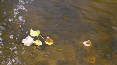 Damlacıklar düşerken sonbahar yaprakları su yüzeyinde yavaşça süzülür ve büyüleyici dalgalanmalar yaratır. Bu sakin sahne doğanın sükunetini yansıtıyor..