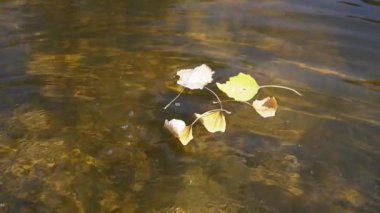 Sarı yapraklar zarif bir şekilde kahverengi sularda yüzerek sonbaharın özünü yakalar. Nazik hareket huzurlu ve düşünceli bir ruh hali yaratır..