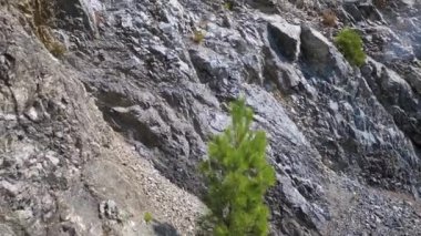 Kenarına yapışmış küçük, dayanıklı bir ağaç ile kayalık bir uçurum. Bu görüntü bir güç ve azim hissi uyandırıyor. Doğa, esneklik ve zorlukların üstesinden gelme projeleri için mükemmel..