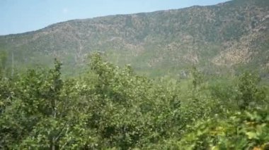 Hareketli bir trende görülen ağaçlardan ve çalılardan oluşan canlı yeşil bir manzara. Dağlar bu dinamik doğa manzarası için görkemli bir zemin sağlar..