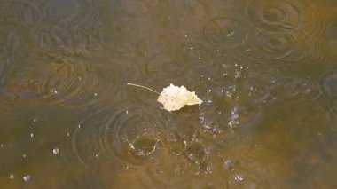 Yağmur damlaları etrafında dalgalanmalar oluştururken bir sonbahar yaprağı sularda yüzer. Yavaş çekim huzurlu anı yakalar..