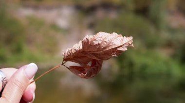 Bir kadın eli, kuru bir yaprağı bulanık bir sonbahar arka planına karşı tutar. Yaprağın hassas damarları ve dokusu hayatın değişimini, güzelliğini ve kırılganlığını simgeler..