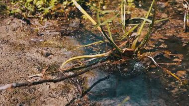 Sığ sularda bataklık bitkilerinin yakın çekimi, canlı yeşil yapraklar verimli bir doku yaratır, sulak arazi habitatlarının güzelliğini ve kırılganlığını vurgular, çevre belgeselleri için mükemmeldir..