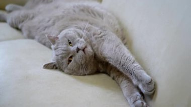 Gri bir kedi bej bir kanepede uzanmış, patileri sallanıyor. Kedi rahat ve rahat görünüyor, evcil hayvan veya yaşam tarzı projeleri için mükemmel..