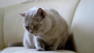 Gri bir İngiliz steyşın kedisi krem renkli bir kanepeye oturur, patisini yalar, etrafına bakar, sonra esner ve geri dönmeden önce esner..