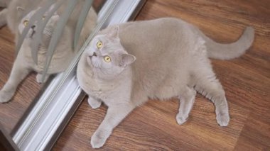 Sarı gözlü güzel bir İngiliz kedisi aynalı, kaygan bir gardırobun yanında yatar ve yansımasına bakar..