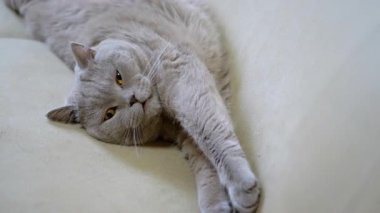 Gri bir kedi bej bir kanepede uzanıyor, ön bacakları uzanıyor ve pençeleri sallanıyor. Bu büyüleyici görüntüler hayvan severler ve evcil hayvan içeriği için ideal..