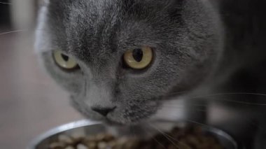 Gri bir kedi metal bir kaseden kuru yiyecek yer. Yakın plan. Evcil hayvanlar için sağlıklı beslenme kavramı.