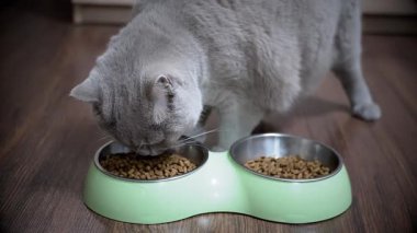 Gri kedi yeşil bir kaseden yemeğin tadını çıkarıyor. Hayvan, hayvan ve yiyecekle ilgili projeler için mükemmel..