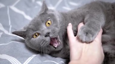 Gri bir kedi sırtüstü yatar ve şakacı bir şekilde bir kadının elini ısırır. Kedi, şakacı doğasını göstererek ilgi ve etkileşimden zevk alır..