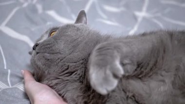 Gri bir kedi sırt üstü yatar ve kafasının okşanıp mırıldanılmasından zevk alır..