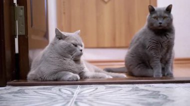 İki İngiliz Shorthair kedisi, bir leylak ve bir gri, bir kapı aralığında rahatlayın. Bir kedi pençeleri açık bir şekilde yan yatarken, diğer kedi yakınlarda oturuyor..