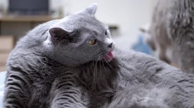 Büyük gri bir İngiliz steyşın kedisi yatağa uzanıp kürkünü yalıyor. Arka planda başka bir kedi görülebilir..