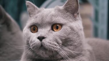 Kehribar gözlü gri bir kedi kameraya bakıyor. Kedi meraklı ve uyanık görünüyor..