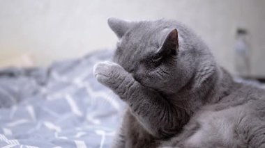 Gri bir steyşın kedi, yatakta dinlenirken yüzünü ve pençelerini temizler..