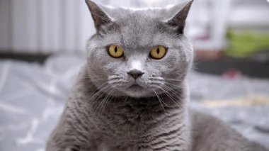 Büyüleyici turuncu gözleri olan gri bir kedinin yakın plan portresi. Hayvan ve hayvan projeleri için ideal görüntü.