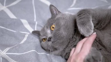 Gri bir kedi sırt üstü uzanır. Gri desenli bir yatak örtüsü üzerine. Bir el karnını okşarken..