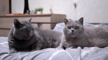 İki gri İngiliz kedisi gri bir yatakta yatıyor. Bir kedi dudaklarını yalıyor, diğeri kameraya bakıyor..