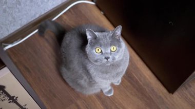 Gri bir İngiliz kedisi yerde oturuyor ve yukarı bakıyor. Kedilerin kuyrukları ve arka bacakları görünür..