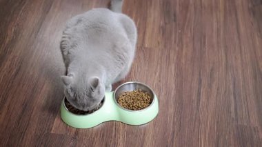 Çift kâseden yemek yiyen gri bir İngiliz kısa hava kedisini yukarıdan çekiyoruz..