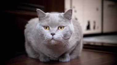 Gri bir kedi ahşap bir zeminde oturur, Yoğun altın gözleri ekran dışı bir şeye sabitlenir, merak ve odaklanma duygusu yaratır..
