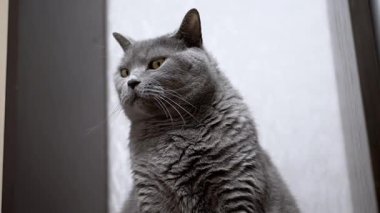 Yakın plan: Gri bir kedi oturur, uyanık, parlak sarı gözleri çevreyi gözler. Hayvan ve hayvan projeleri için ideal.