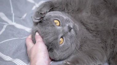 Sırtüstü uzanmış gri bir kedinin insan eliyle yaptığı kaşıntıların tadını çıkarırken.