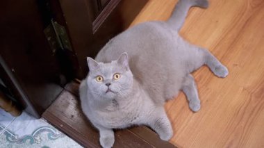 Sevimli İngiliz Shortair kedisi kapının yanında yerde yatıyor. Kedi merakla etrafına bakıyor..