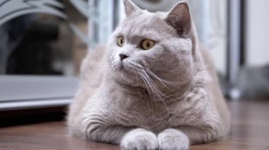 Turuncu gözlü gri bir kedi yerde yatıyor, merakla etrafa bakıyor. Hayvan ve hayvanlarla ilgili projeler için mükemmel..