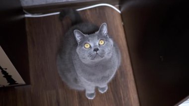Parlak sarı gözlü gri kedi ahşap zeminde oturur ve kameraya bakar..