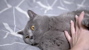 Gri bir kedi sırt üstü uzanıyor ve bir kadının eliyle oynuyor. Kedi şakacı bir şekilde elini ısırır ve pençelerini kullanır. İlgi ve etkileşimden zevk alır..